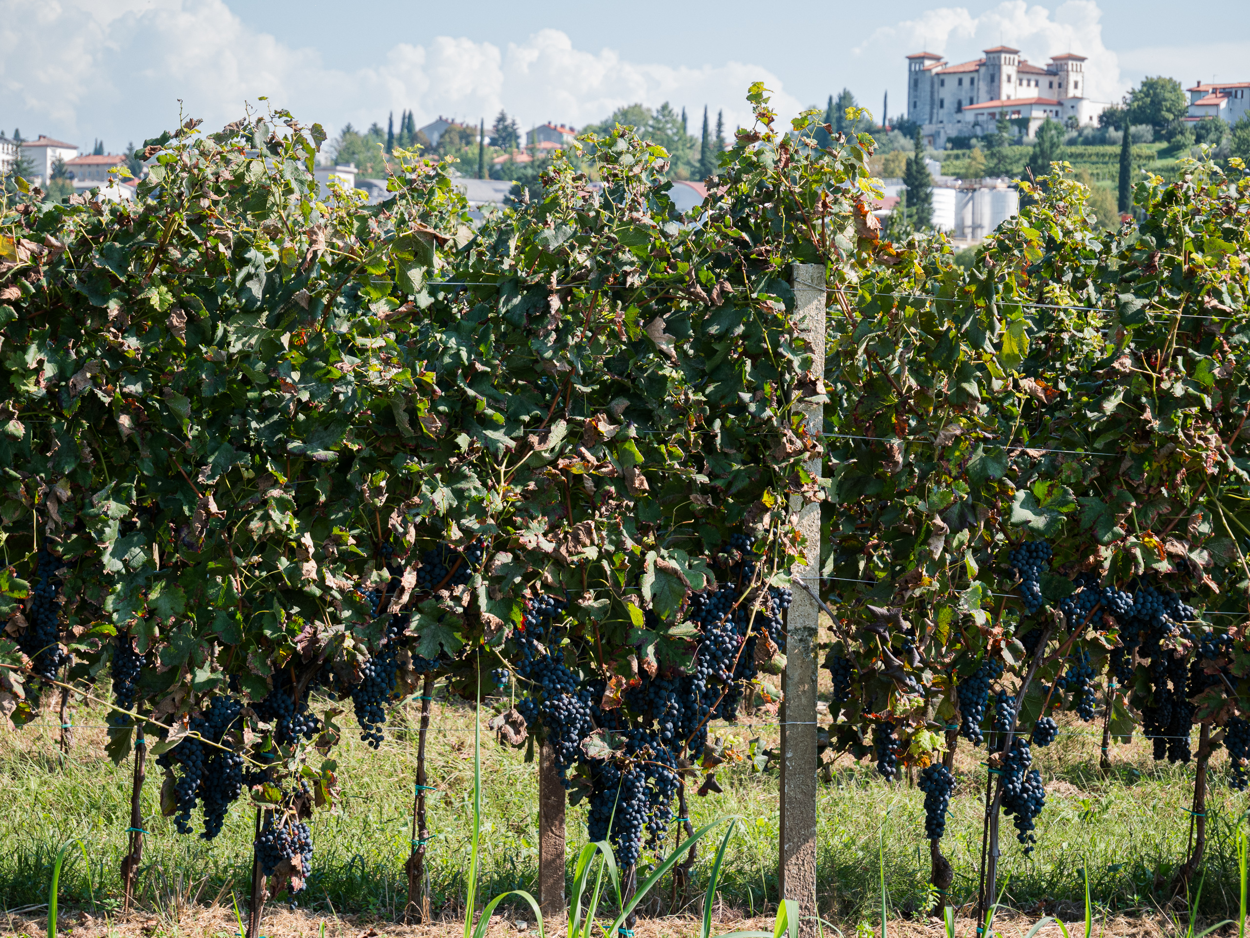 Sant' Andrat – Gorizia: Friaul-Ebene und Colli